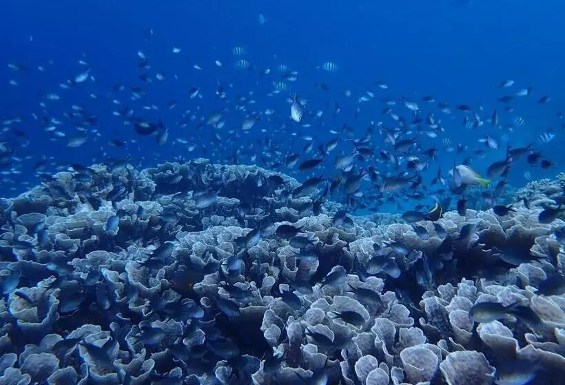 Aamiaismajoitus (B&B) Menjangan View