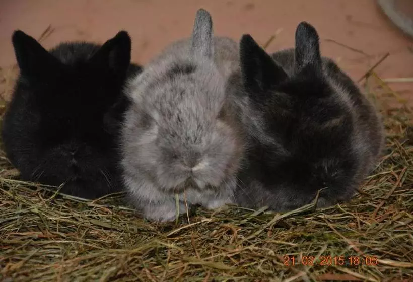 酒店 Apart Pension Wesenauerhof