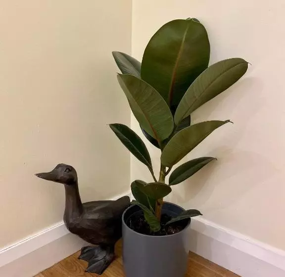 Compston House B&b Adults Only