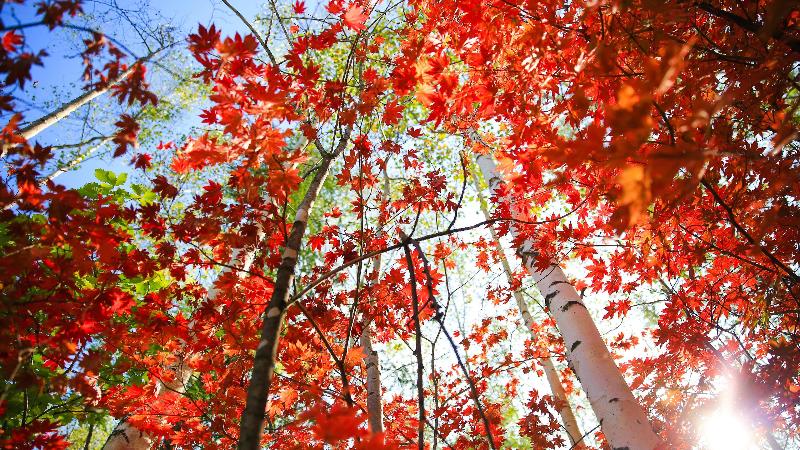 Otel Holiday Inn Express Changbaishan, An Ihg