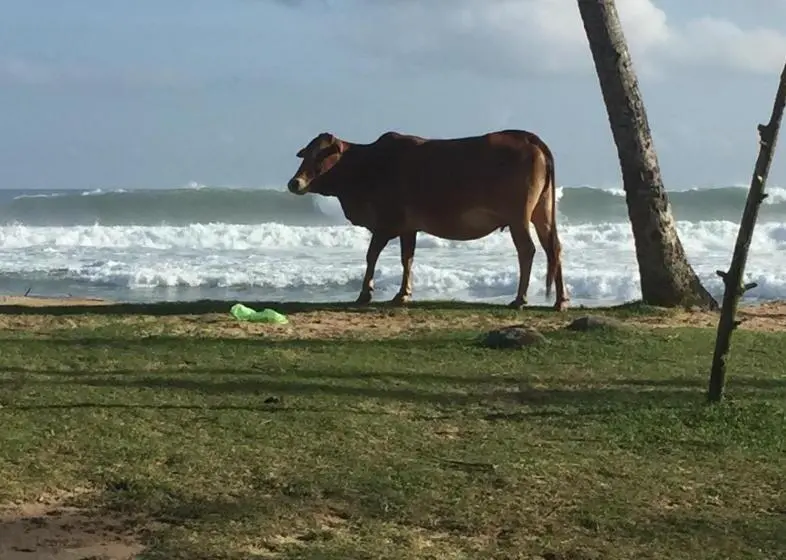 ホテル Sundance Surf Coconut Point