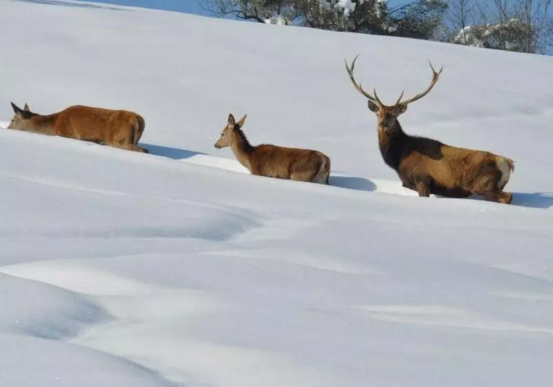 تختخواب و صبحانه Suites Florence