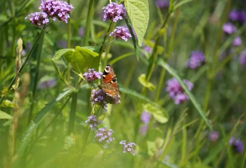 Aamiaismajoitus (B&B) A Coque Line