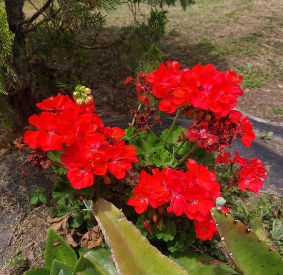 Bed & Breakfast Las Cabañas Del Escobo Cabaña Tucán