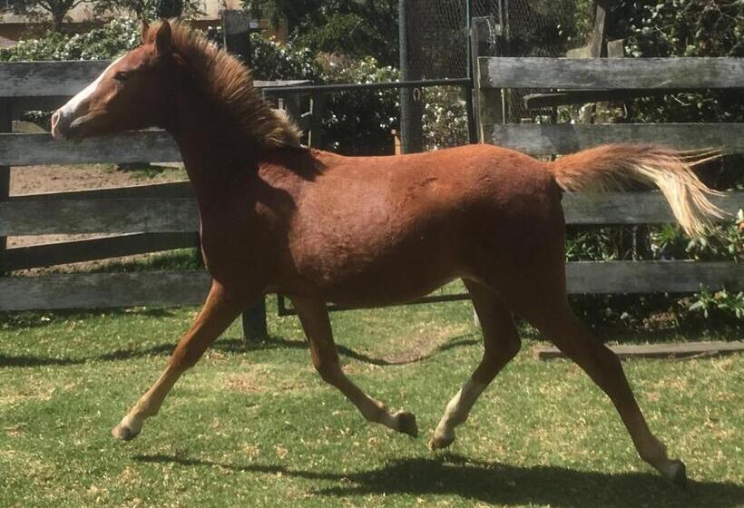 酒店 Hacienda La Alegria