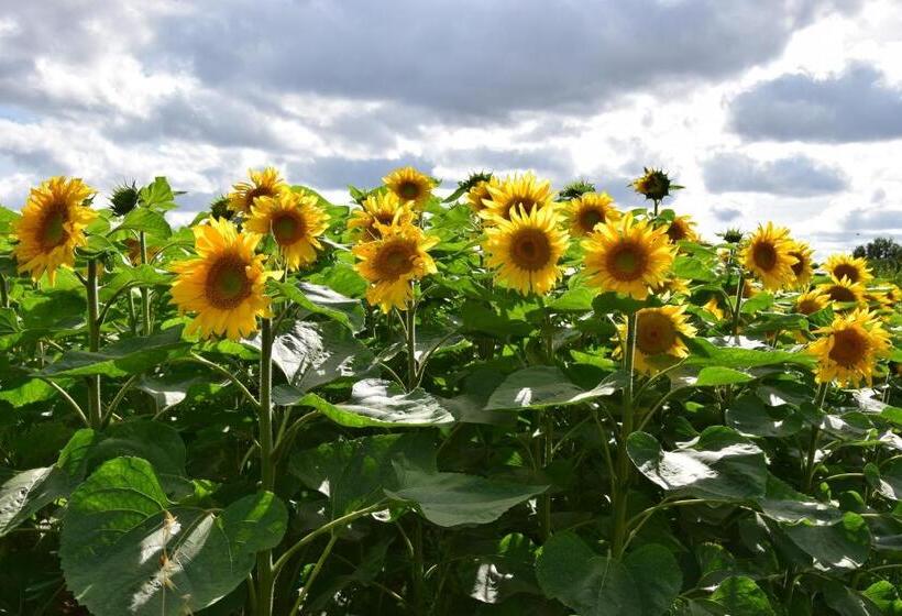 Bed and Breakfast La Galuche