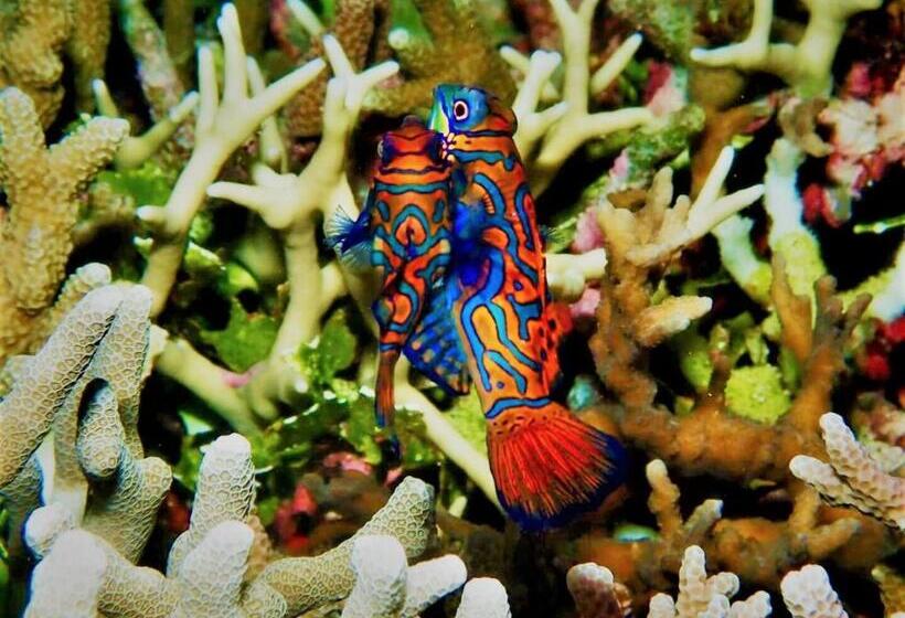 Hotel Apo Diver Beach Resort