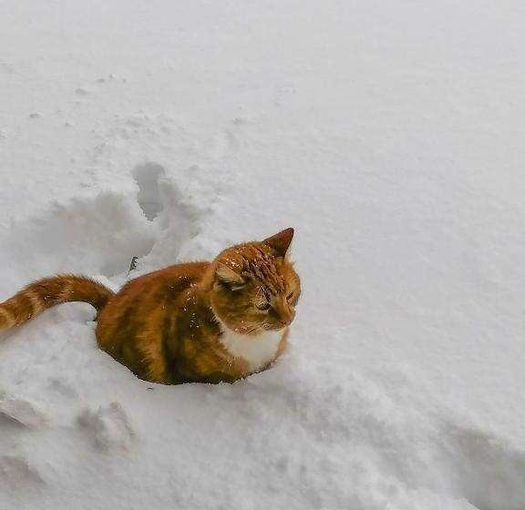 Пансион Bergheisl Rübenau