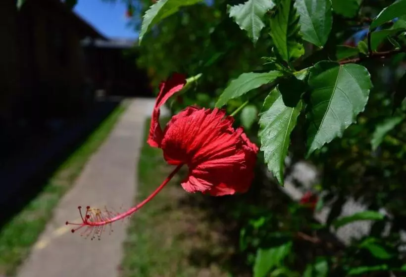 پانسیون Hibisco Rosa Aluguéis