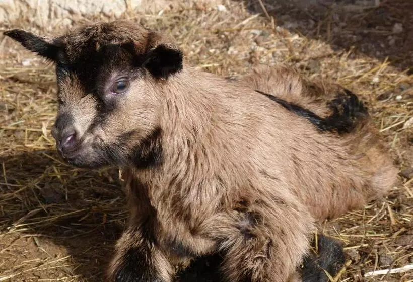 Aamiaismajoitus (B&B) Agriturismo La Meta