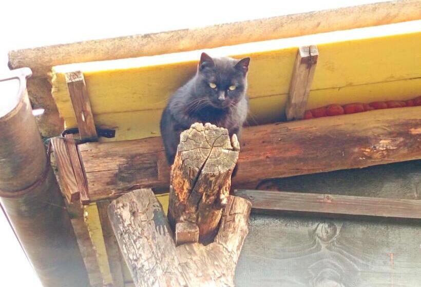 تختخواب و صبحانه Felix House