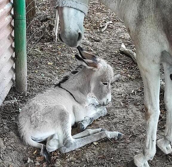 צימר Le Domaine Du Sens