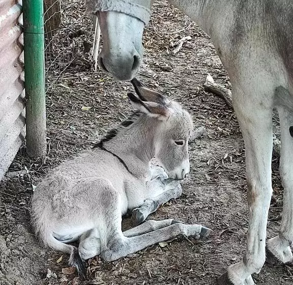 Aamiaismajoitus (B&B) Le Domaine Du Sens