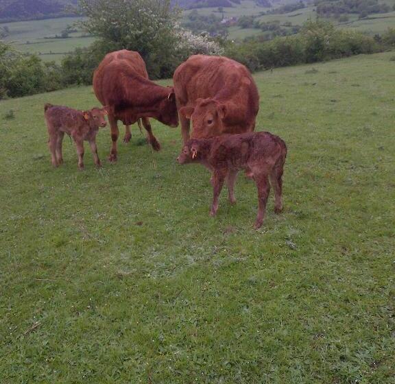 酒店 Casa Rural El Ribero I