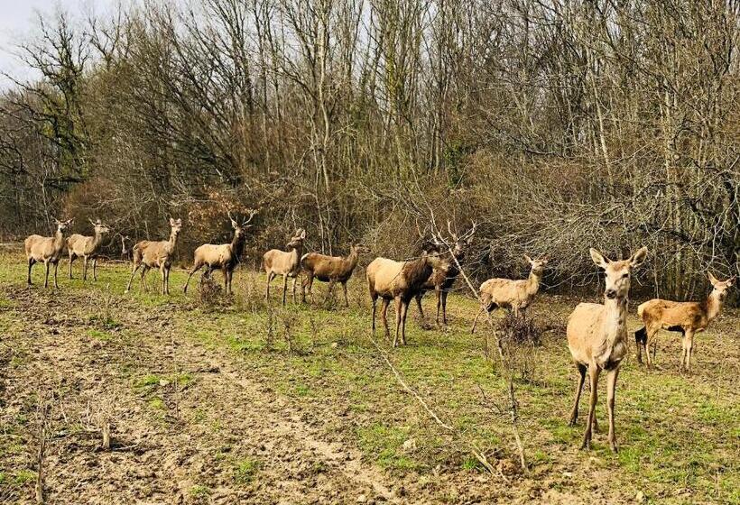 ペンション Chambre Du Parc élevage Girbal