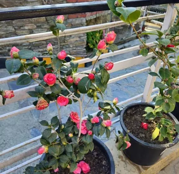 Hotelli Red Apple Near Railway Station Chandigarh