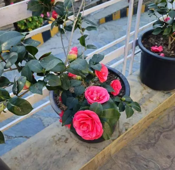 Hotelli Red Apple Near Railway Station Chandigarh