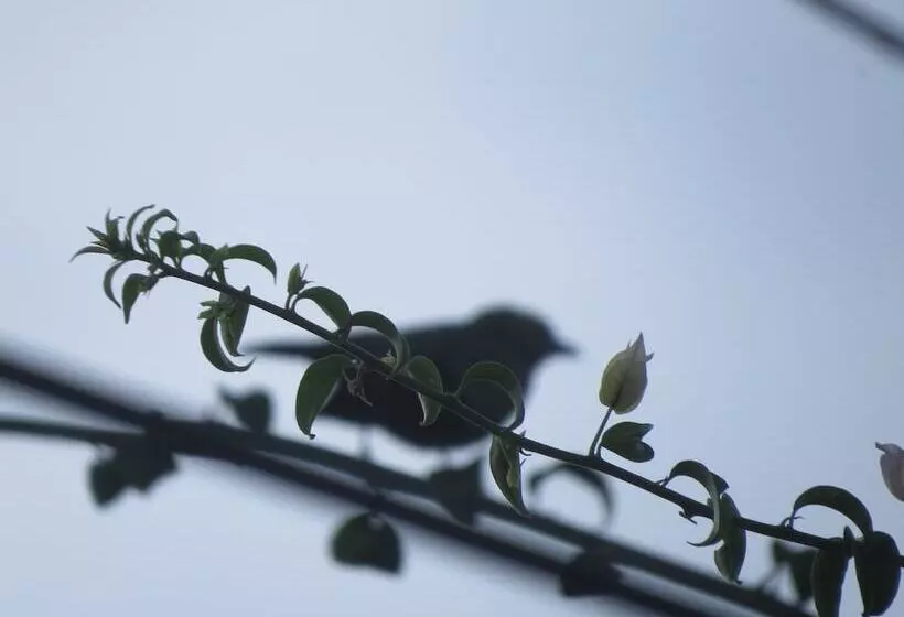 ホテル Cabañas Y Flores