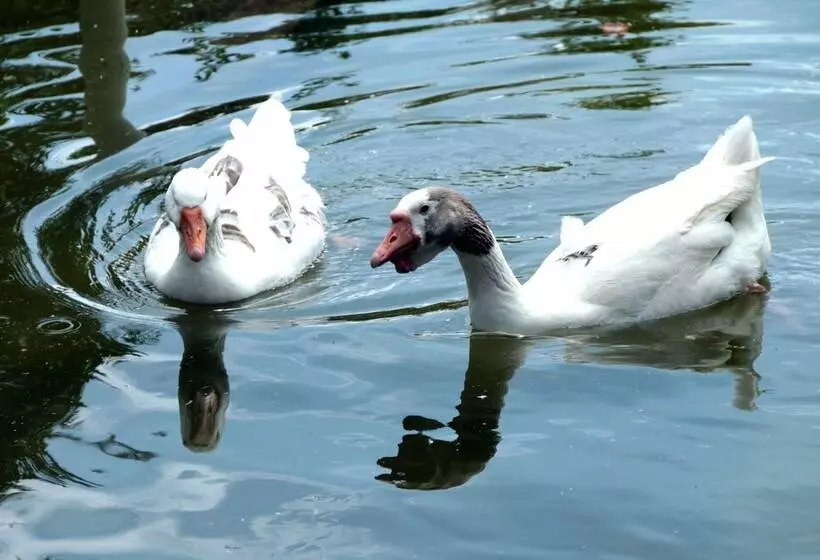 ホテル Cabañas Y Flores