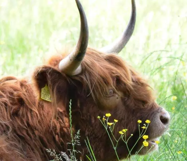 ベッドアンドブレックファースト De Burcht Drenthe