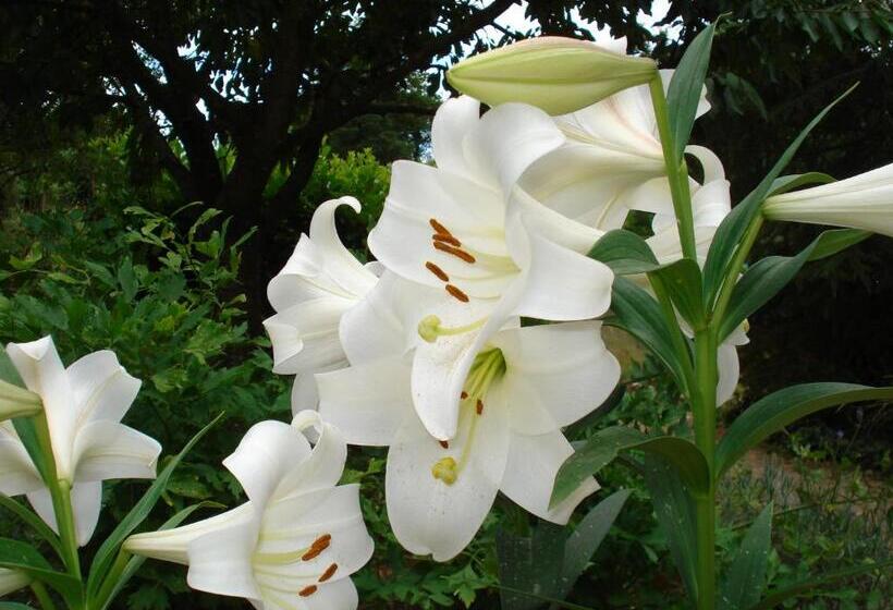 ペンション Chambre D Hotes La Source Aveyron