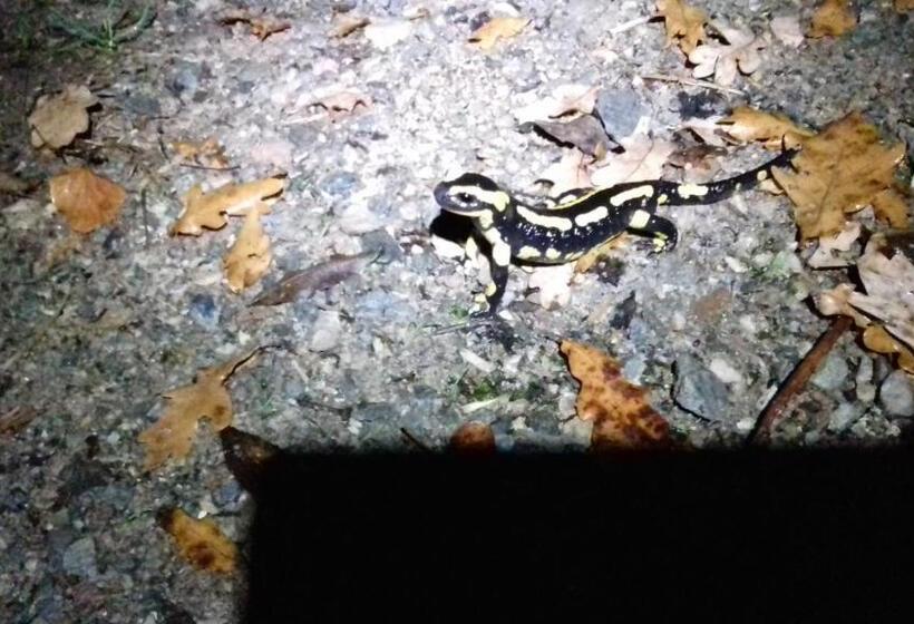 ペンション Chambre D Hotes La Source Aveyron