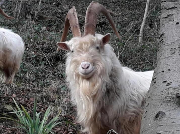 Пансион Adcote House Exclusive For Adults