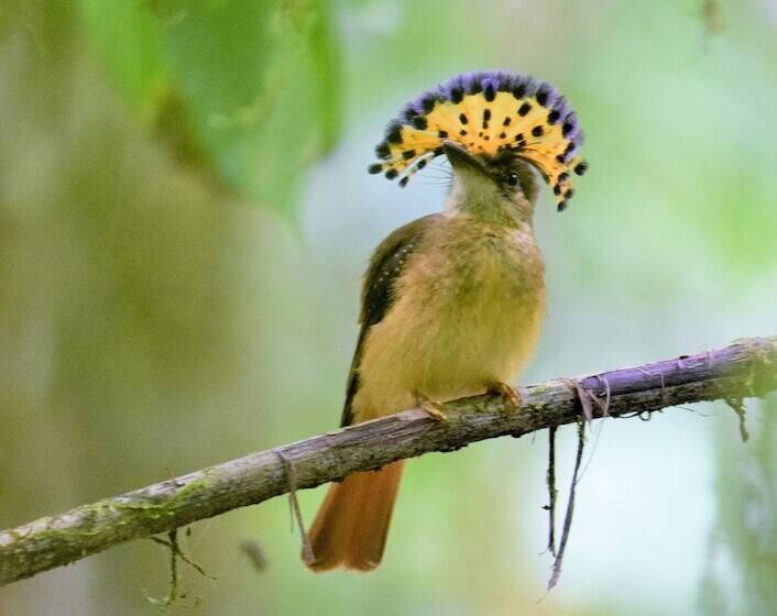 호텔 Esquinas Rainforest Lodge