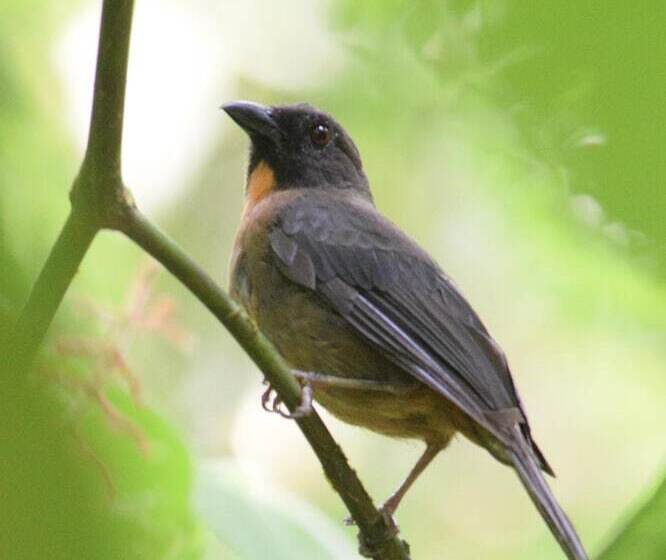 호텔 Esquinas Rainforest Lodge