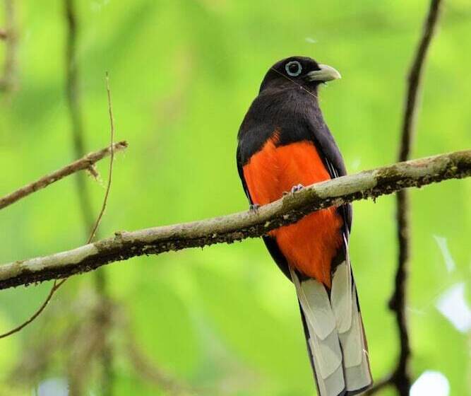 호텔 Esquinas Rainforest Lodge