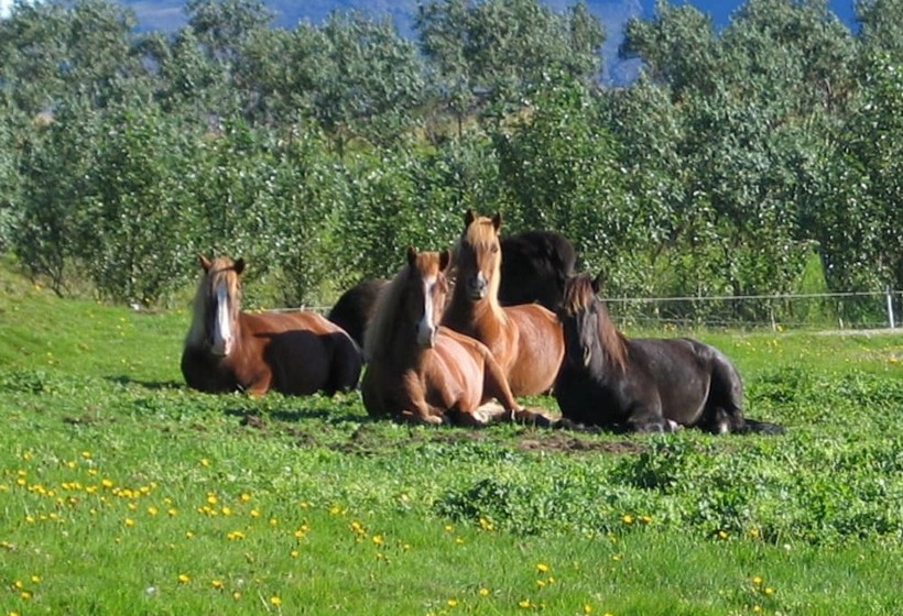 ホテル Stryta Guesthouse