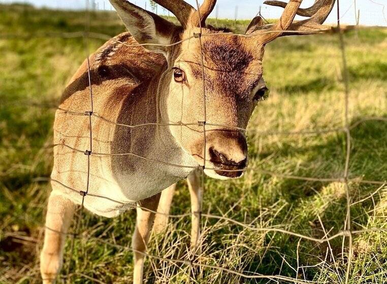 Aamiaismajoitus (B&B) Pokoje W Starej Karczmie
