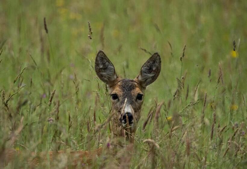 فندق Dom W Trawie