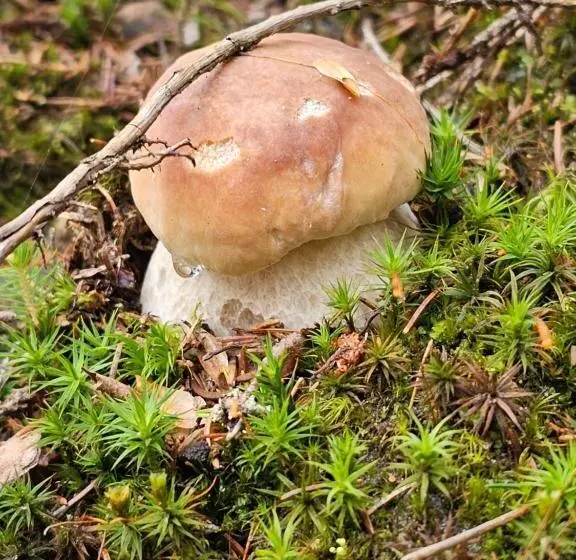 Hotelli Osmelakowa Dolina