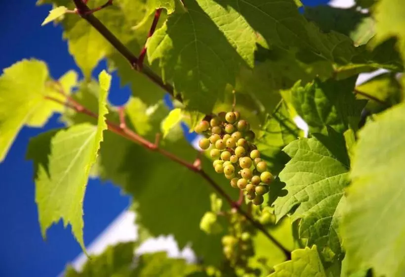 Пансион Llanerch Vineyard