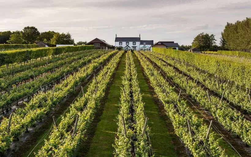 Пансион Llanerch Vineyard