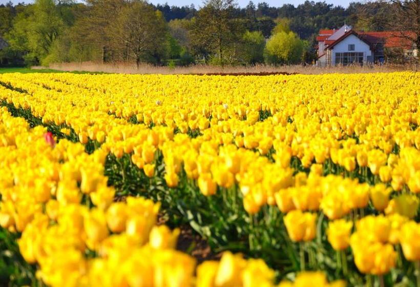 Bed and Breakfast Tulipanowy Gościniec