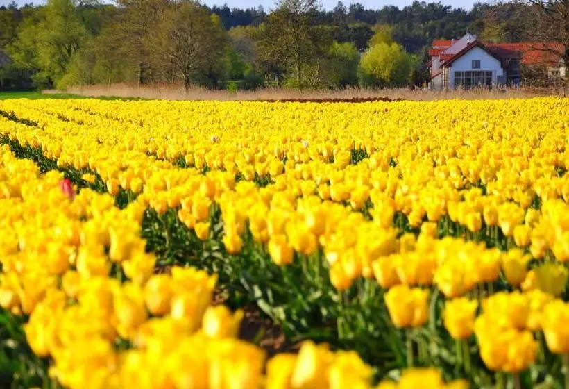 Aamiaismajoitus (B&B) Tulipanowy Gościniec