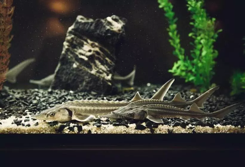 Hotelli Pod Jesiotrem