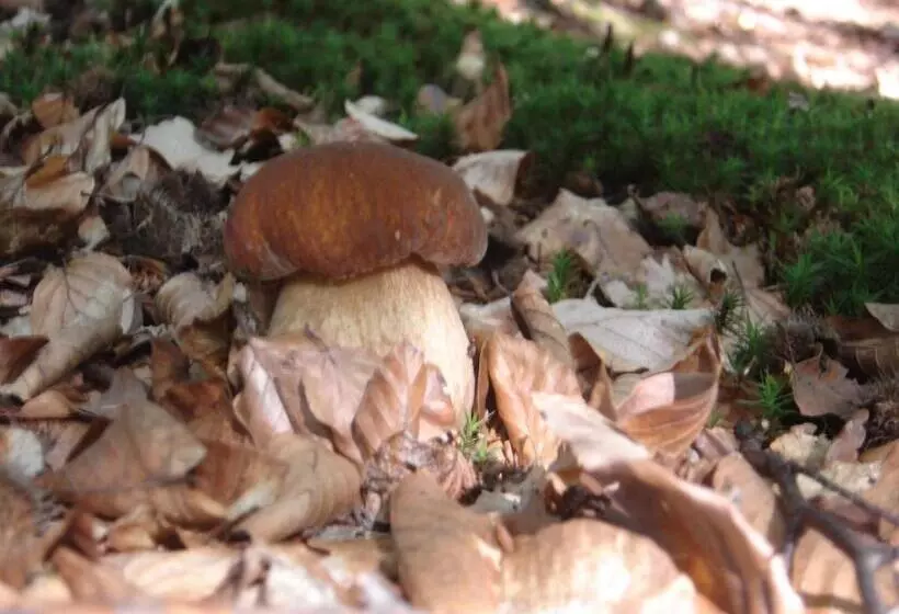 Hotelli Rezydencja Nad Jeziorem Pestkownica