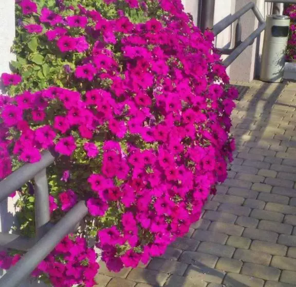 ペンション Pokoje Hotelowe Wiktoria