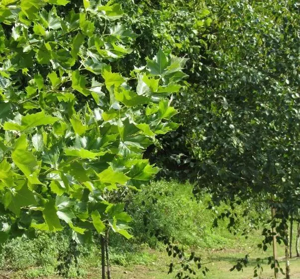 Aamiaismajoitus (B&B) Willa W Ogrodzie