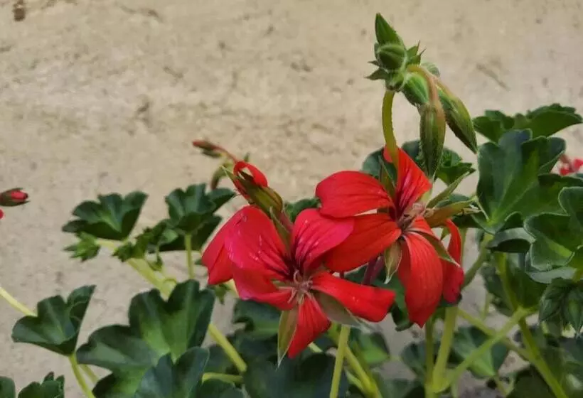 Aamiaismajoitus (B&B) Corte Martinola Bed&breakfast In Franciacorta