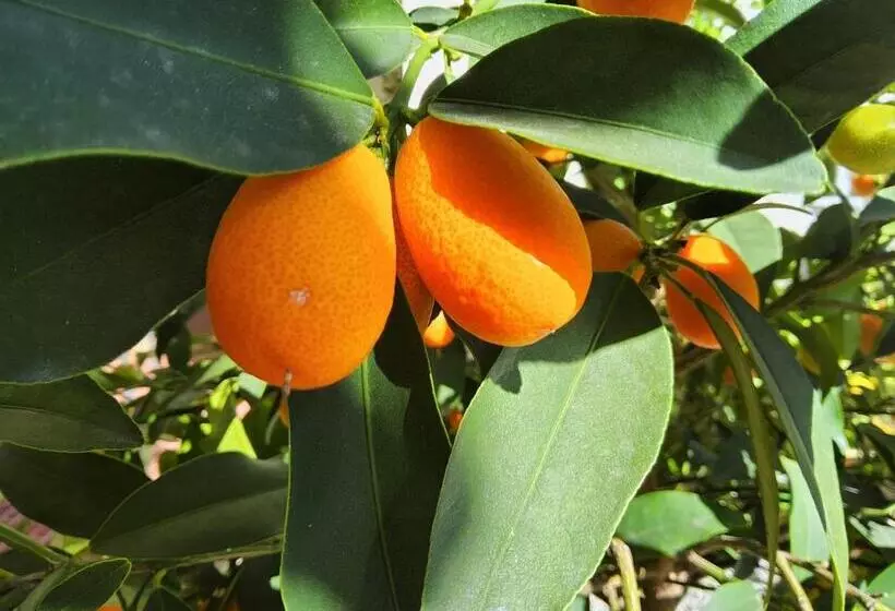 Aamiaismajoitus (B&B) Corte Martinola Bed&breakfast In Franciacorta