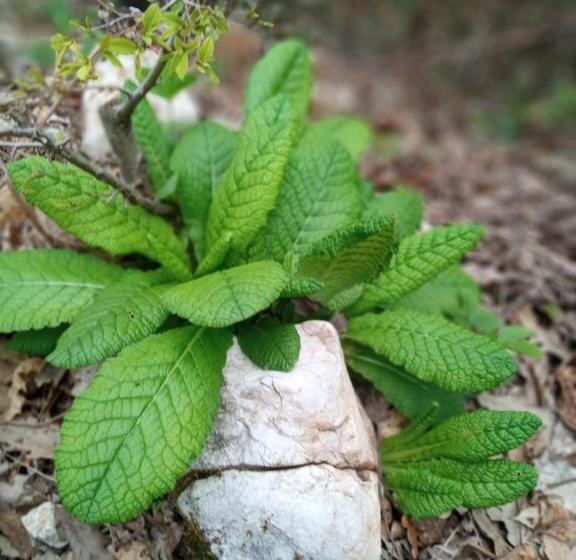 پانسیون Family Owned Self Sufficient Eco Farm Tara