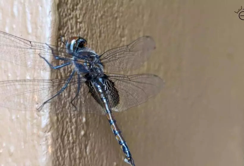 Hostelexp, Gokarna   A Slow Paced Backpackers Community