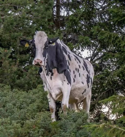 Hotelli Starkenfeldhütte