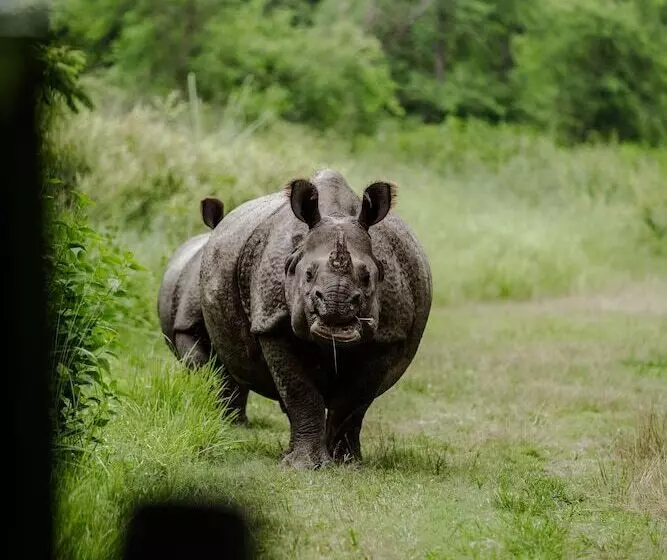 استراحتگاه Sanctuary   Chitwan National Park , Nepal