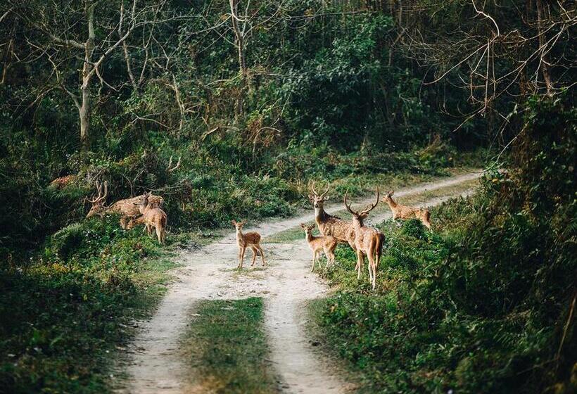 استراحتگاه Sanctuary   Chitwan National Park , Nepal