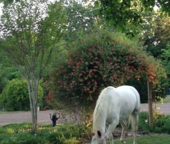 住宿加早餐  Meadow View Farm